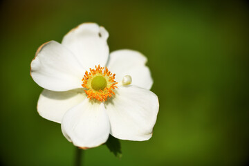 Eine wei&szlig;e Herbstanemone
