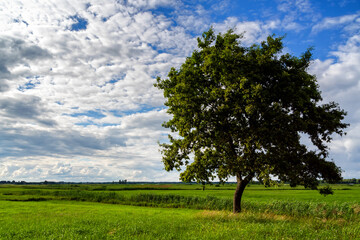 Pełnia lata w Dolinie Narwi. Piękno Podlaskiej przyrody, Polska © podlaski49