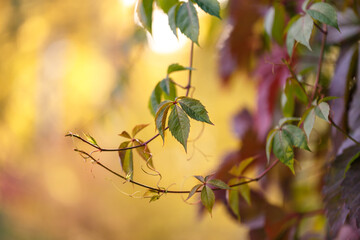 Multicolored autumn leaves on the vines of five-leaf grapes. With copy space. Leaf fall, autumn season. Beauty of nature.