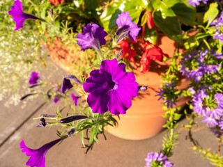 purple flowers and green leaves
