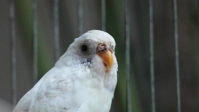 Female Budgie (Parakeet) in cage looks like it is talking. White and blue bird moving mouth.