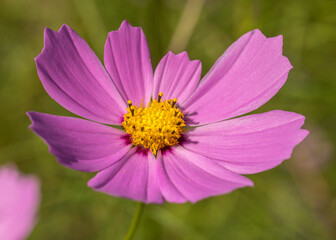 Fototapeta premium Blooming head of pink cosmos flower close up.