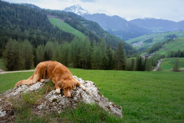 dog in the mountains. Nova Scotia Duck Tolling Retriever on nature