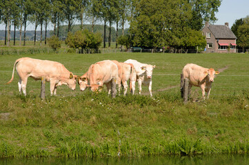 Curious blonde cows in the pasture on a sunny day