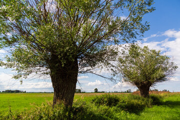 Pełnia lata w Dolinie Narwi. Piękno Podlaskiej przyrody, Polska © podlaski49