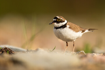 Little ringed plover, charadrius dubius, standing on riverbank in autumn. Small bird with big eyes observing on riverside in fall. Brown feathered animal looking on rocks.
