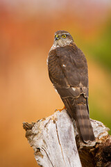 Eurasian sparrowhawk, accipiter nisus, sitting on stump in autumn nature from rear view. Vertical composition of wild bird of prey looking on wood in fall.