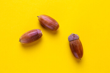 three oak acorns on a yellow background