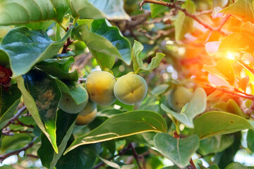 green small Persimmon on the trees. growing organic fruit in the garden. close-up selective focus