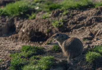 Ground squirrel animal in summer sunny hot morning
