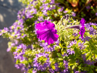 flowers for backgrounds