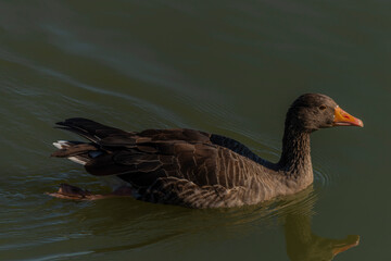 Duck on south Bohemia pond near Hluboka nad Vltavou town
