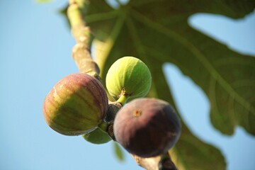 Ripe figs on a branch