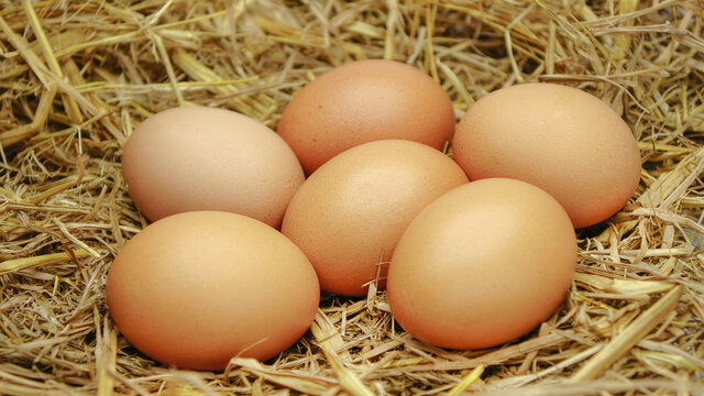 Six eggs on a haystack.Eggs in a nest.