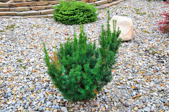 Photo of young plant of Hicks Yew (Taxus 'Hicks') - ornamental perennial evergreen conifer for landscape design of park or garden. Landscaping, gardening or horticulture concept
