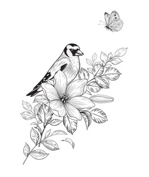 recommend clip art: Hand Drawn Goldfinch Sitting on Flower