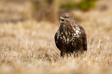 Dominant common buzzard, buteo buteo, screeching on field in autumn. Brown wild feathered animal calling on dry meadow in fall. Bird of prey with open beak in wilderness.