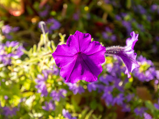 flowers for backgrounds