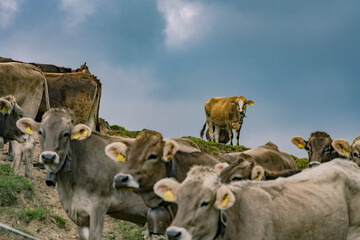 cows in the Bavarian alps