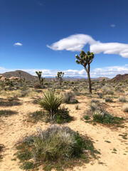 Fototapeta na wymiar Joshua trees and desert landscape with mountains in Joshua Tree National Park, California, USA.