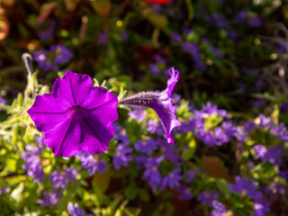 flowers for backgrounds