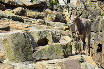 Mountain goat among the rocks in the Park