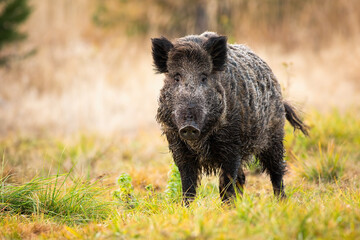 Wild boar, sus scrofa, standing on meadow in autumn nature. Big male mammal with long dark fur looking to the camera on field in fall season. Brown animal watching on grassland.