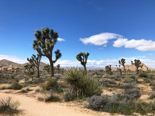Joshua trees in desert landscape with mountains at Joshua Tree National Park, California, USA.