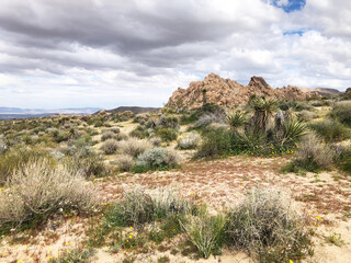 Fototapeta na wymiar Wildflowers and desert landscape in Joshua Tree National Park, California, USA
