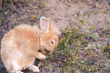 Bunny in grass, daisy coronet, spring and easter.
