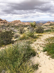Wildflowers and desert landscape in Joshua Tree National Park, California, USA