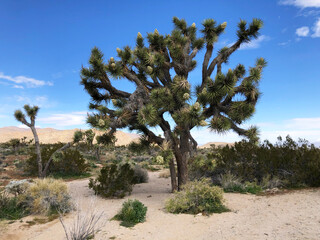 Giant Joshua Tree in desert landscape of Joshua Tree National Park, California, USA.