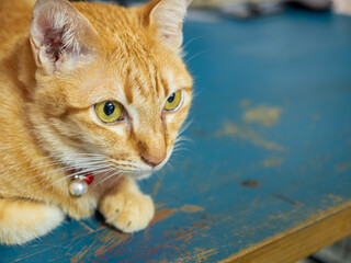Orange cute cat lying on the table.
