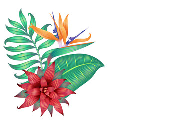 Different tropical leaves, strelitzia flower and a bromelia flower isolated on white.