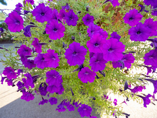 flowers for backgrounds