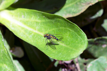 iridescent multicolored Garden fly on green leaf