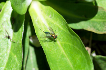 iridescent multicolored Garden fly on green leaf