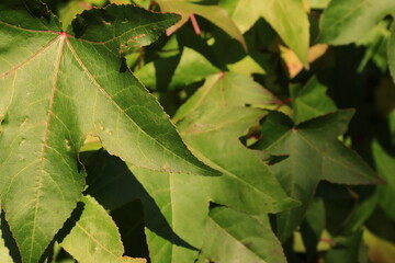 Jahreszeit Herbst