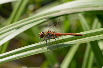 Fototapeta premium Nahansicht einer Heidelibelle