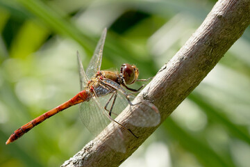 Nahansicht einer Heidelibelle