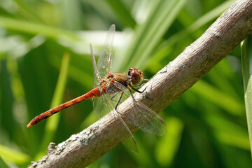 Nahansicht einer Heidelibelle