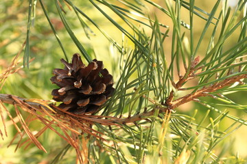 Tannenzapfen im Herbst