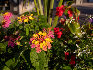 flowers for backgrounds