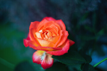 photo with strong bokeh effect.bright red rose, delicate flower close-up. little flower