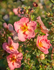 Obraz premium Pink variation Flowers, name Potentilla fruticosa. Macro close-up Potentilla fruticosa, Pink variation, shrub ornamental and medicinal herb.