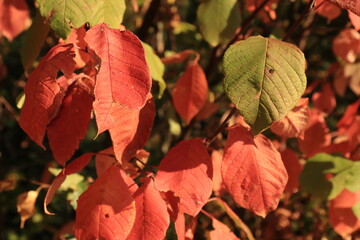 Jahreszeit Herbst