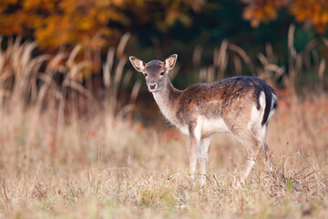 Little fallow deer, dama dama, standing on meadow in autumn sunset. Fawn hind looking on field in fall nature. Wild young mammal watching on glade from side.