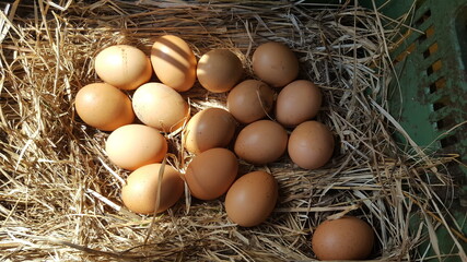 eggs in the nest