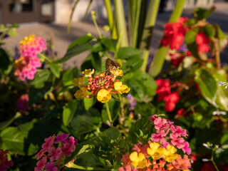 flowers for backgrounds