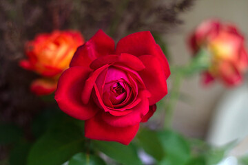 photo with strong bokeh effect.bright red rose, delicate flower close-up. little flower